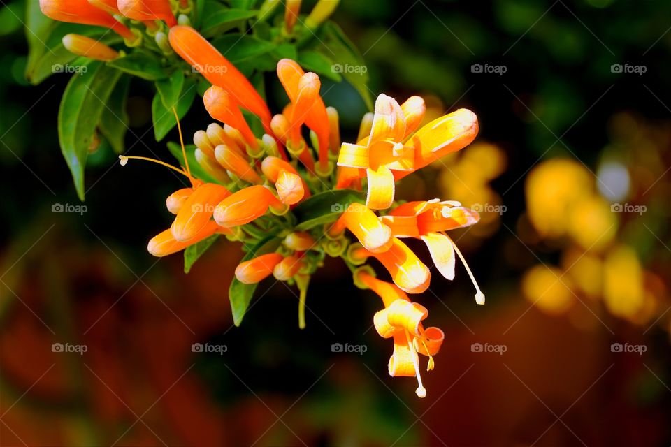 Pyrostegia Venusta, magically known as "fire on the roof"