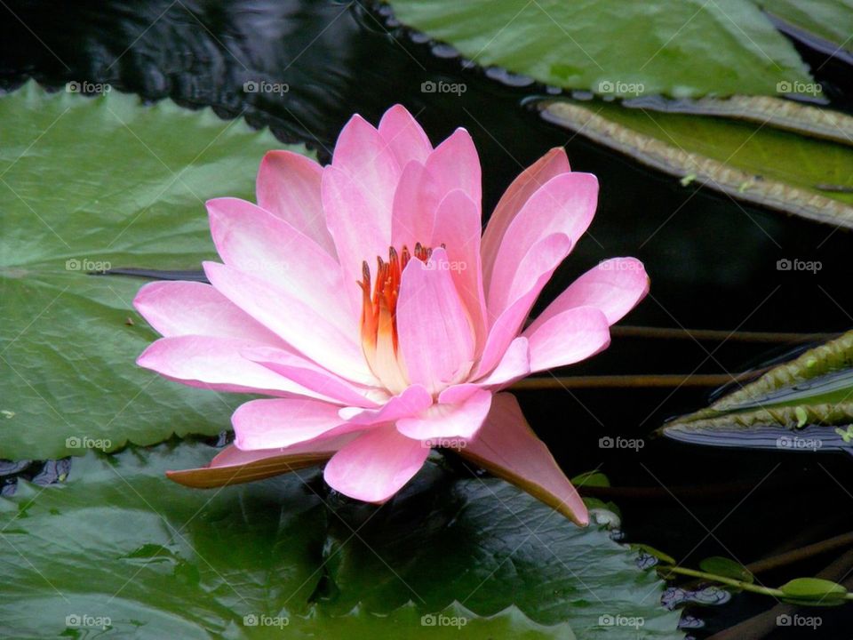 Stunning pink water lily 