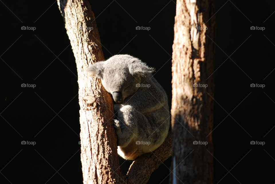 zoo australia sydney bear by paullj