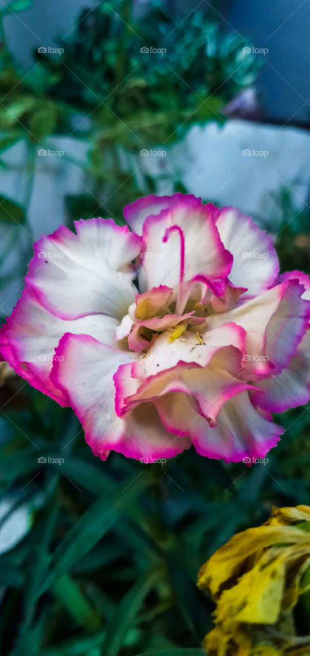 multicolored flower