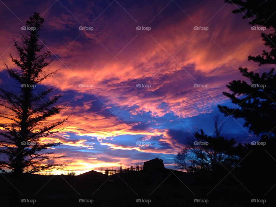 Awesome Wyoming Sunset. A stunningly bright Wyoming sunset with silhouetted trees in the foreground.