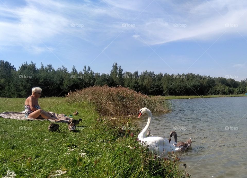 swans family on a lake summer landscape and woman resting