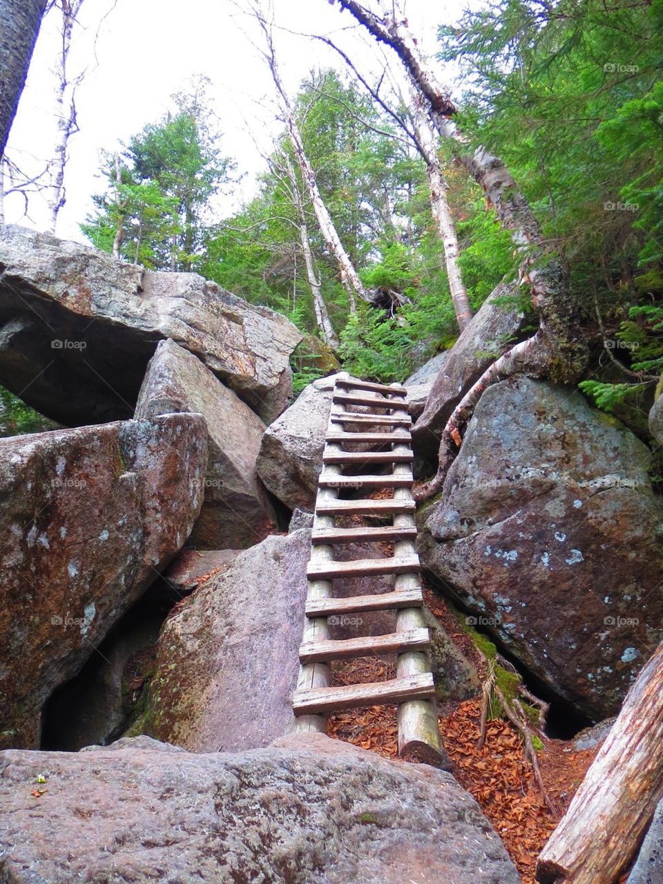 Today's Corporate Ladder