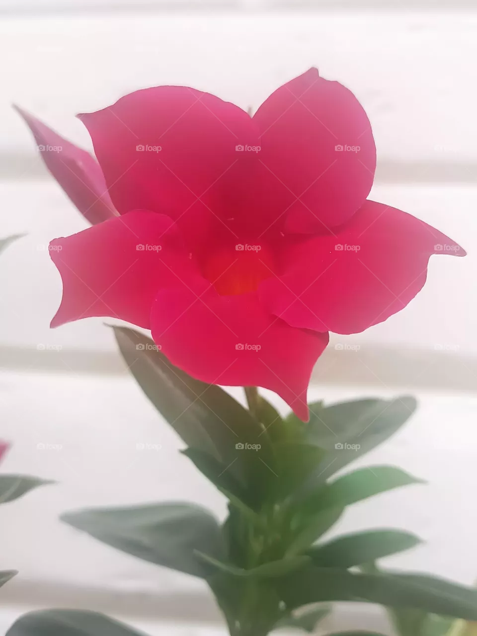 Beautiful flowers