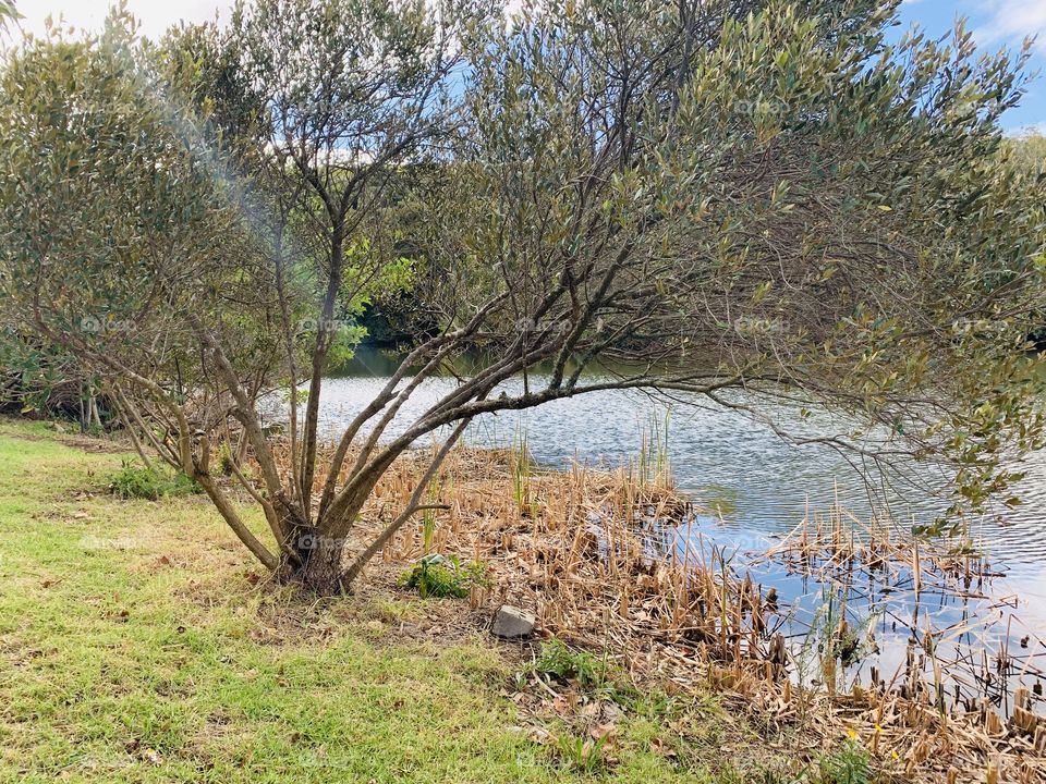 Crystal clear river meanders through the forest 