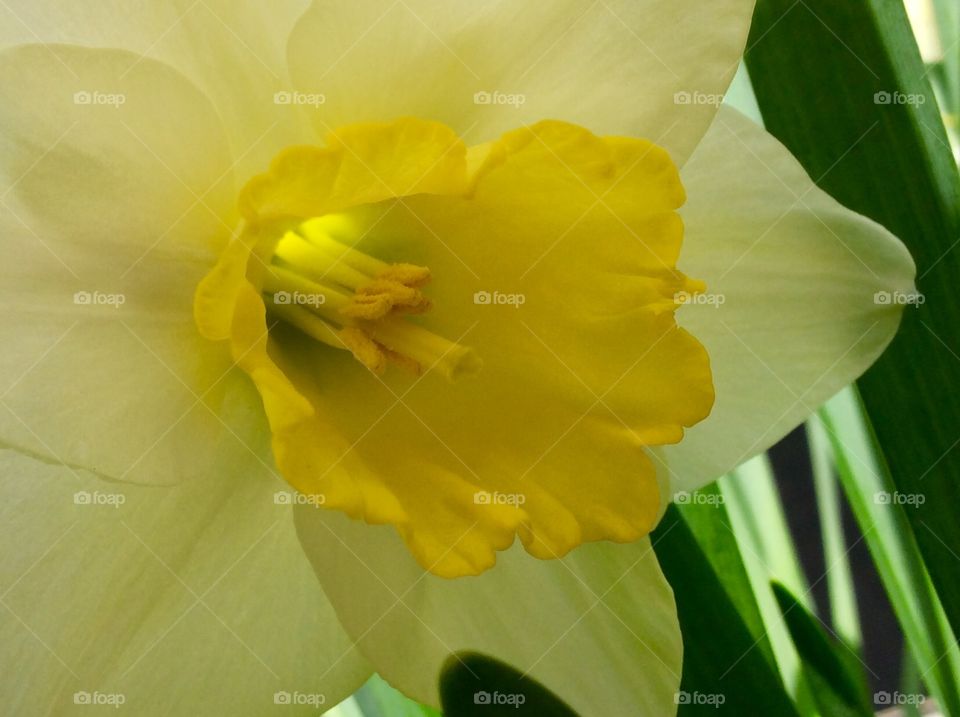 Sun lit  beautiful  daffodil