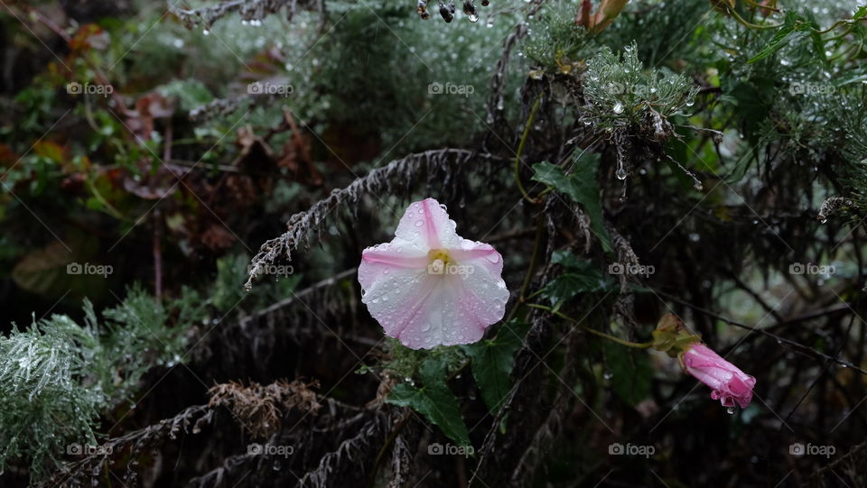 Rain drenched morning glory.