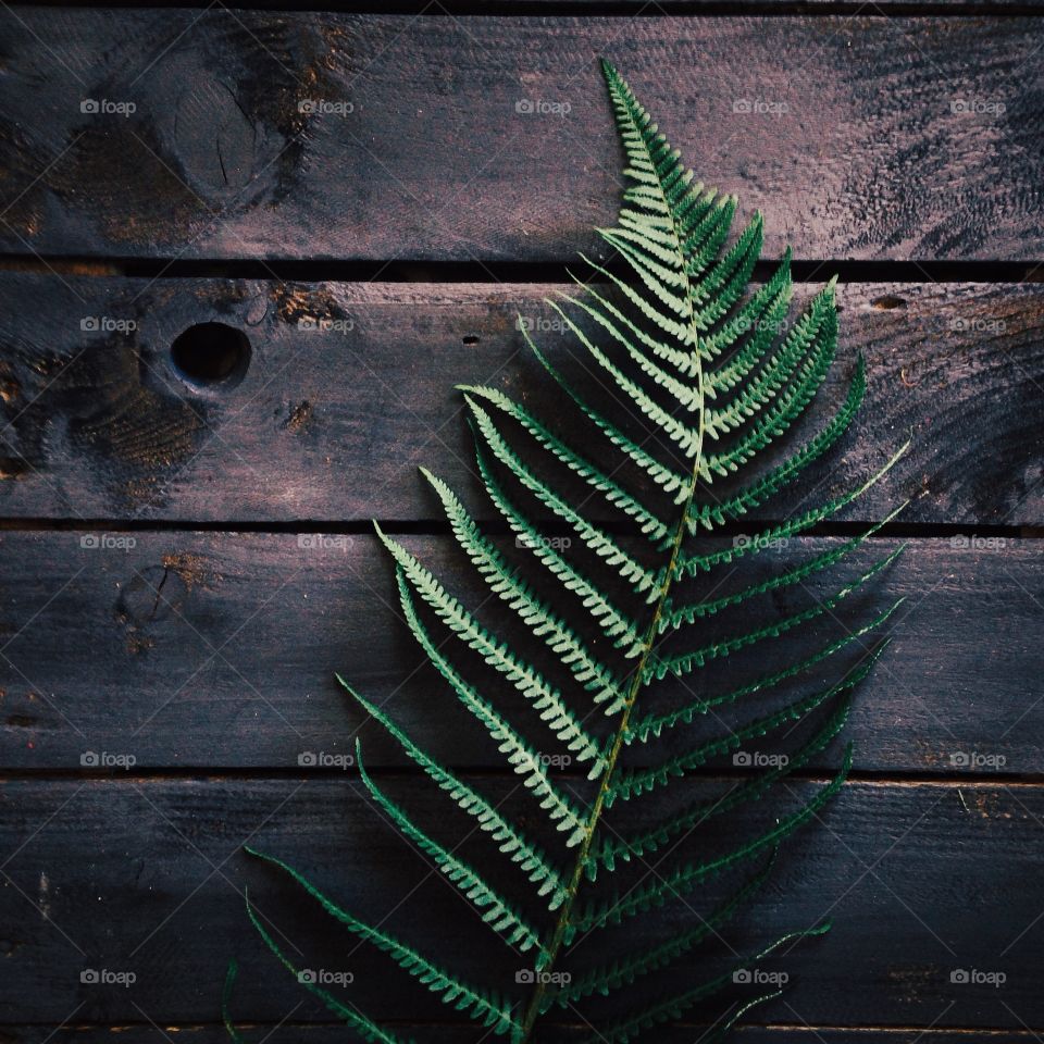 Leaf on the table