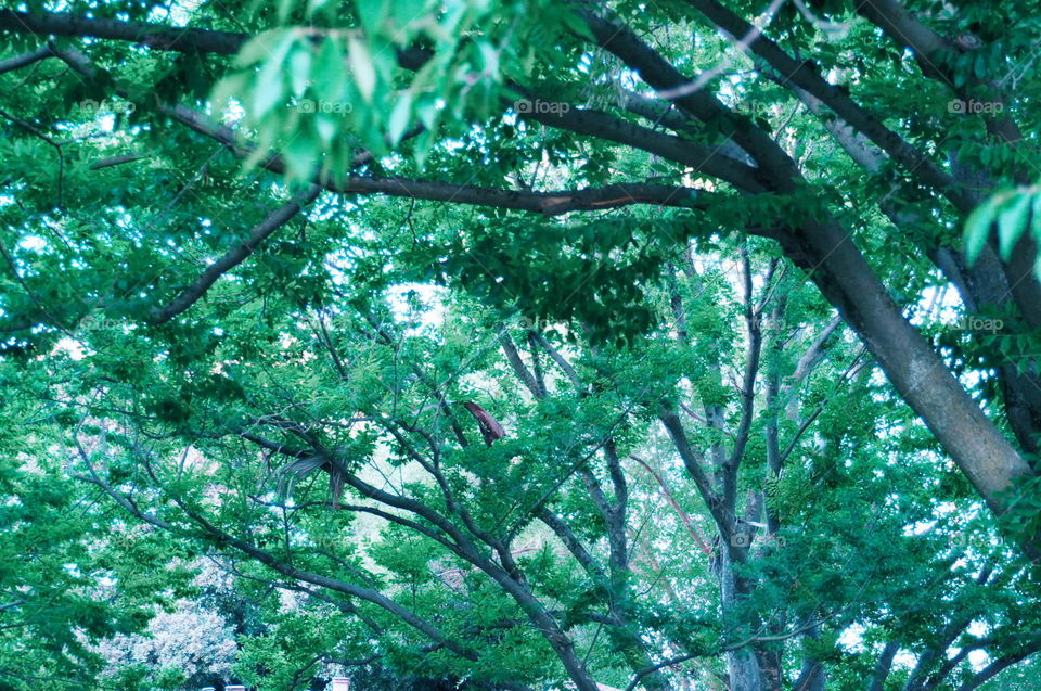 Tree, Wood, Leaf, Environment, Nature