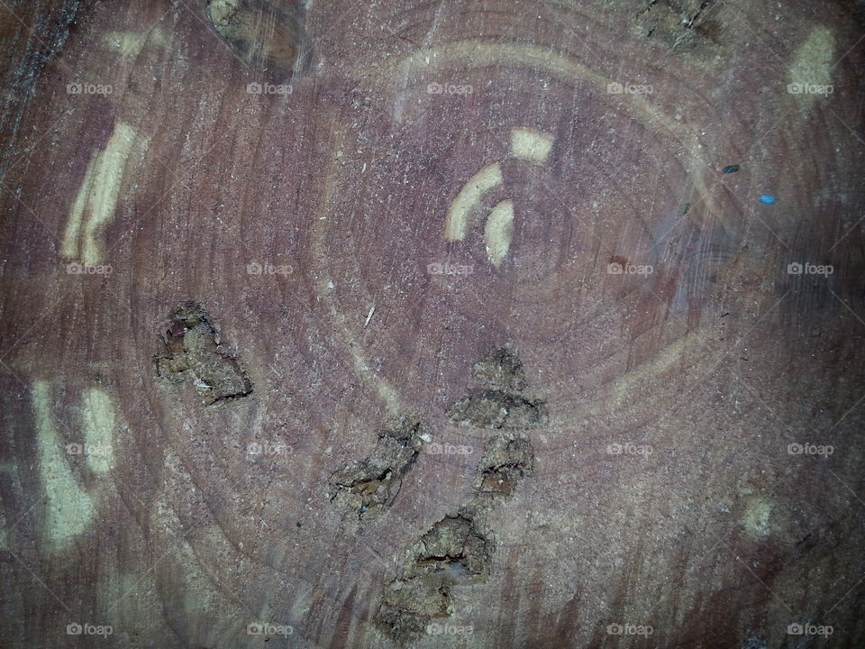 pine tree slice