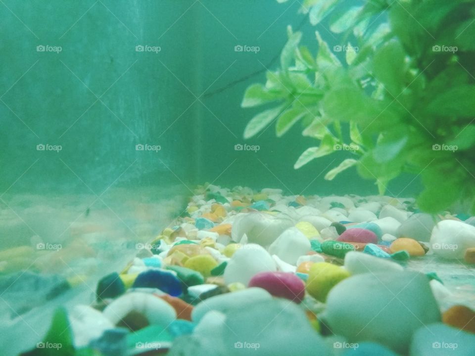 Aquarium Underwater