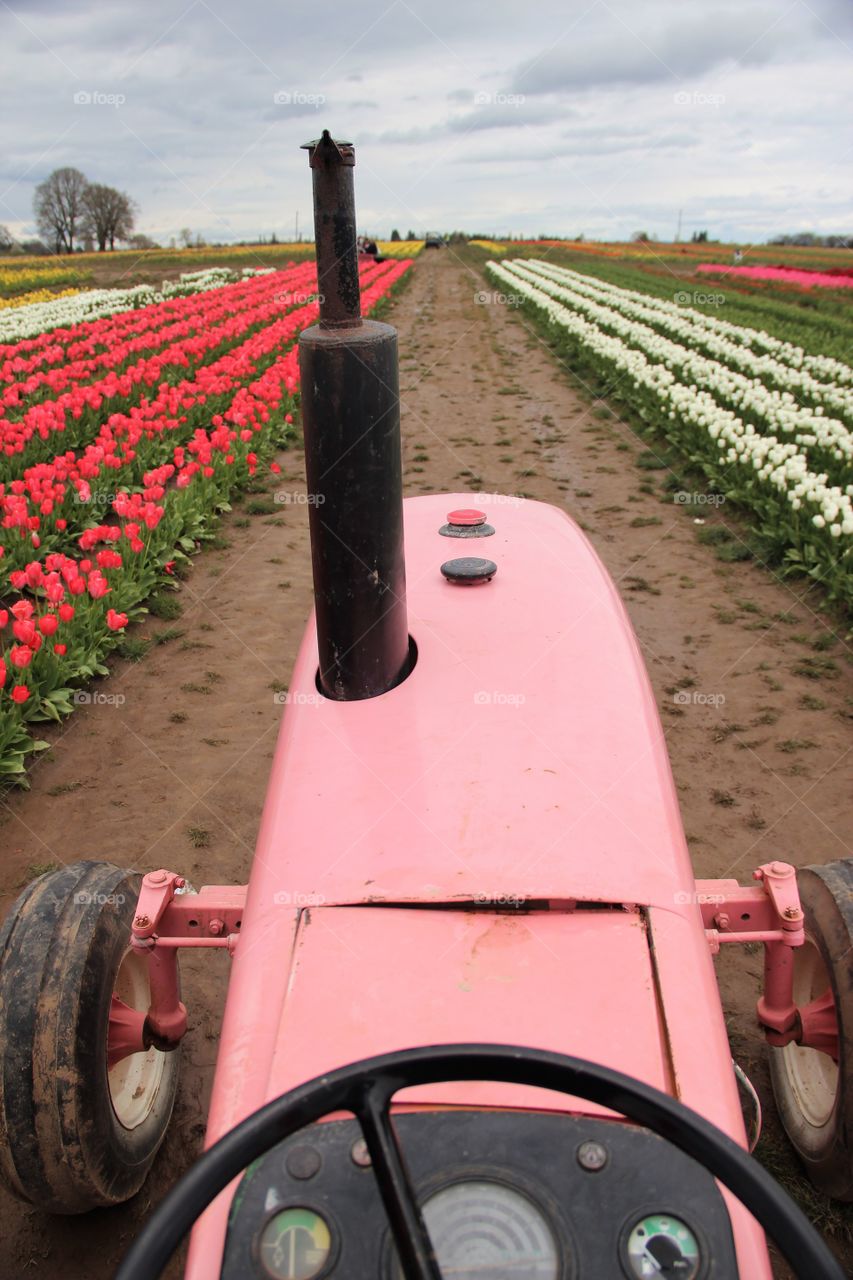 Pink tractor in tulips 