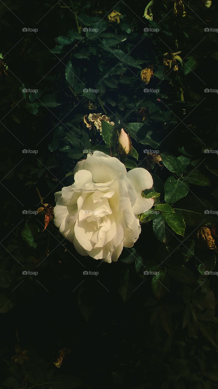 Beautiful wild blooming white rose hanging outdoors in tree with many 
leaves around