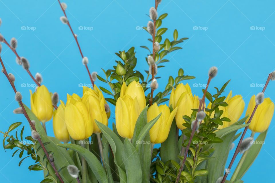 bunch of yellow tulips with willow catkins