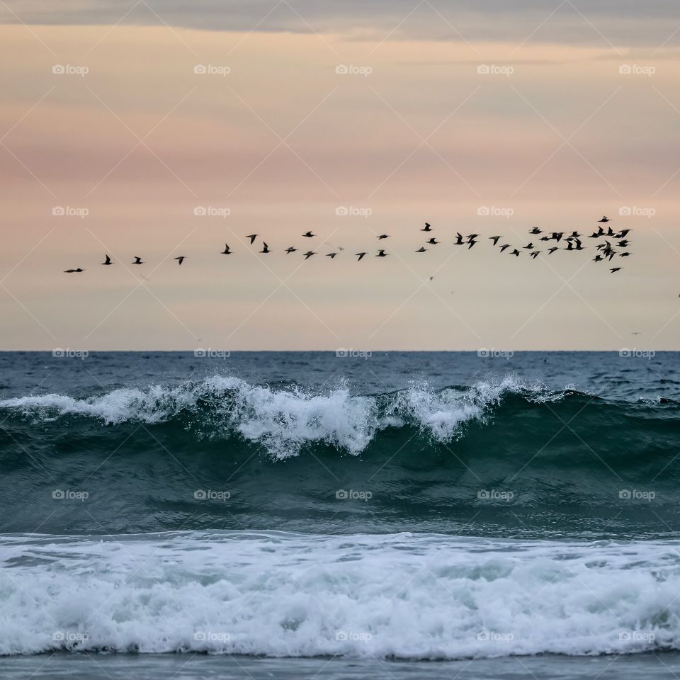 Birds passing thru in Huntington Beach, CA