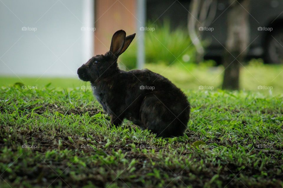 rabbit