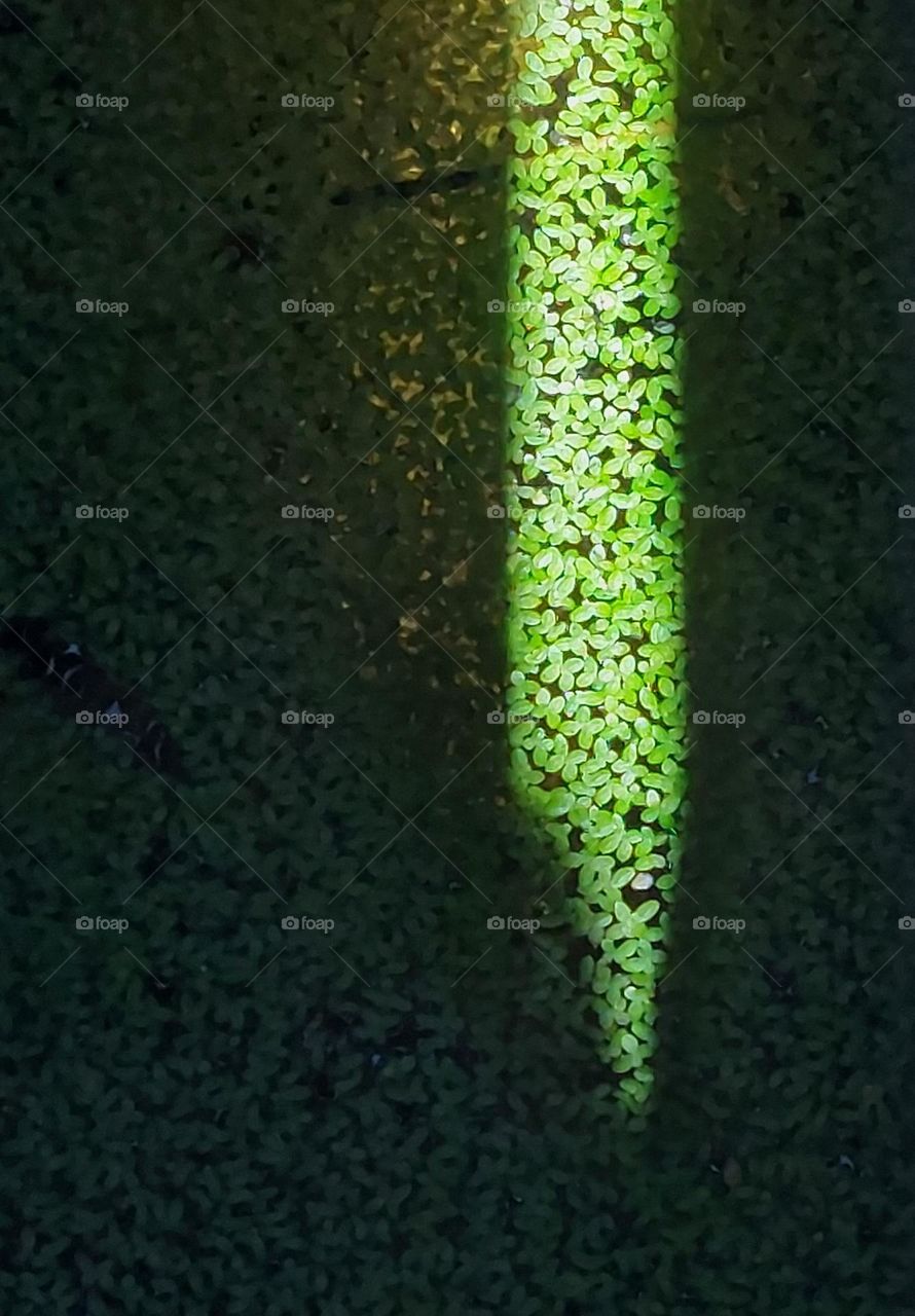 duckweed
