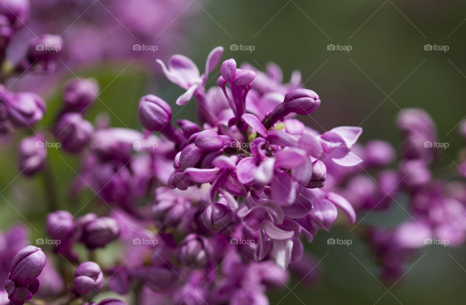 beautiful spring floral background with flowers of lilac.  close up,  soft focus.