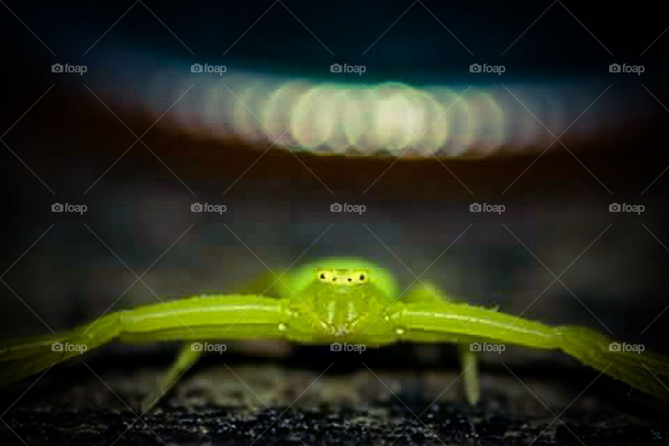 Green Crab Spider
