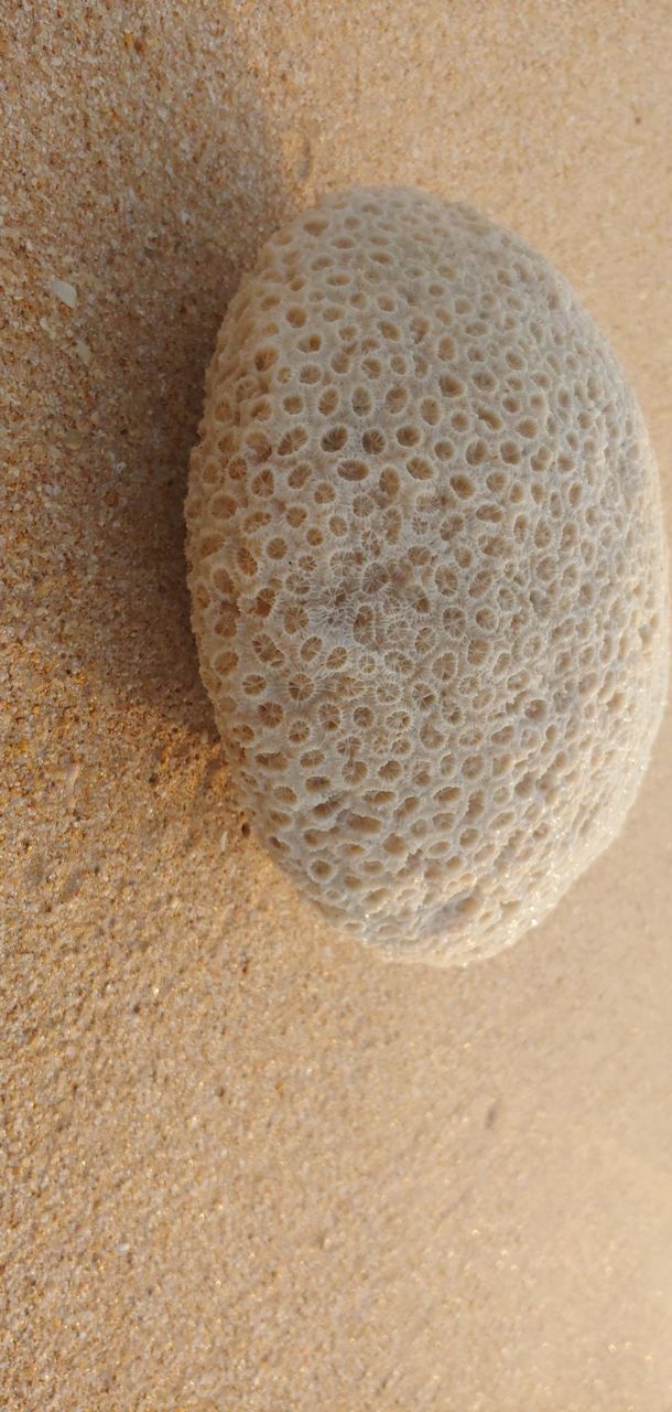 the coral captured
