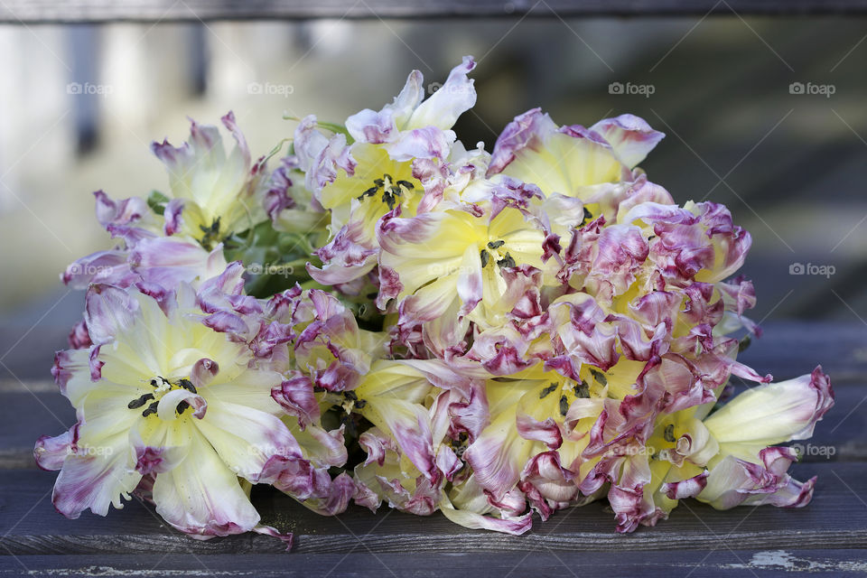 withered tulips