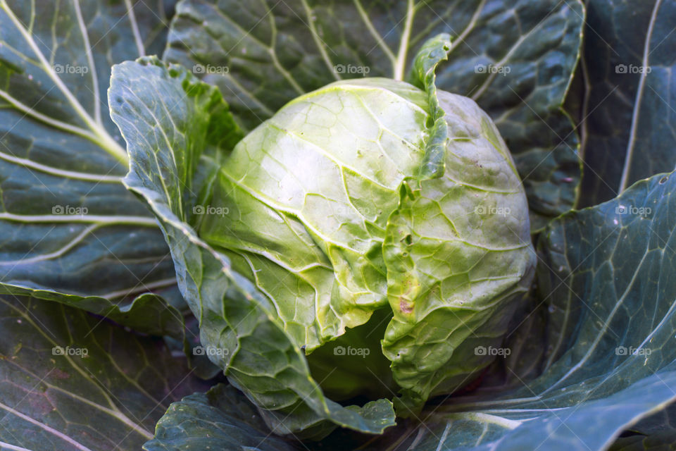 cabbage
