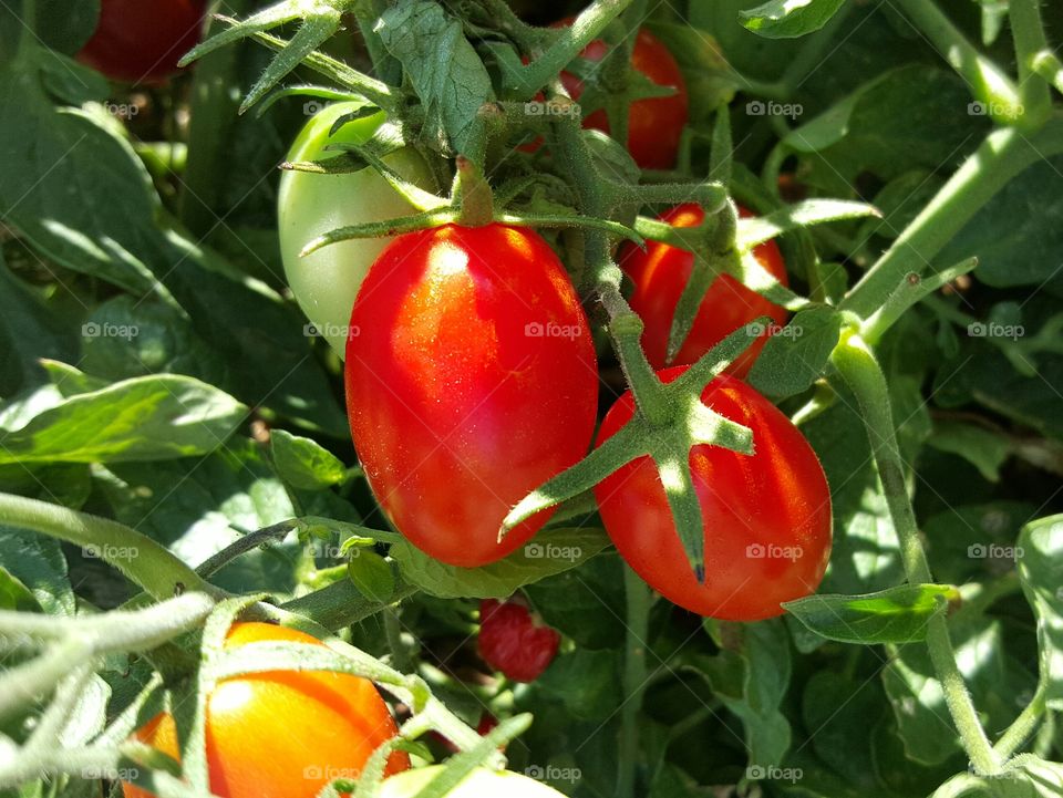Garden Tomatoes