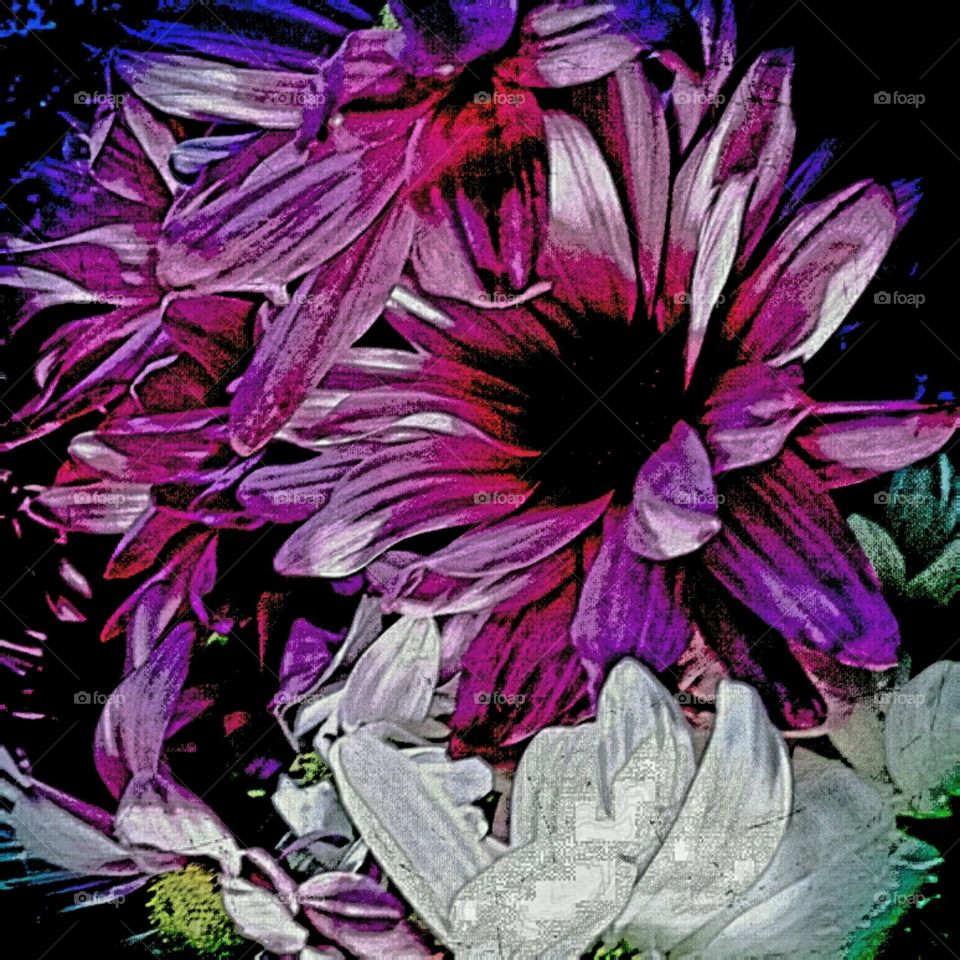 lighting effects dahlias