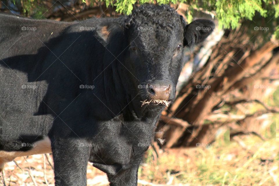 black cow