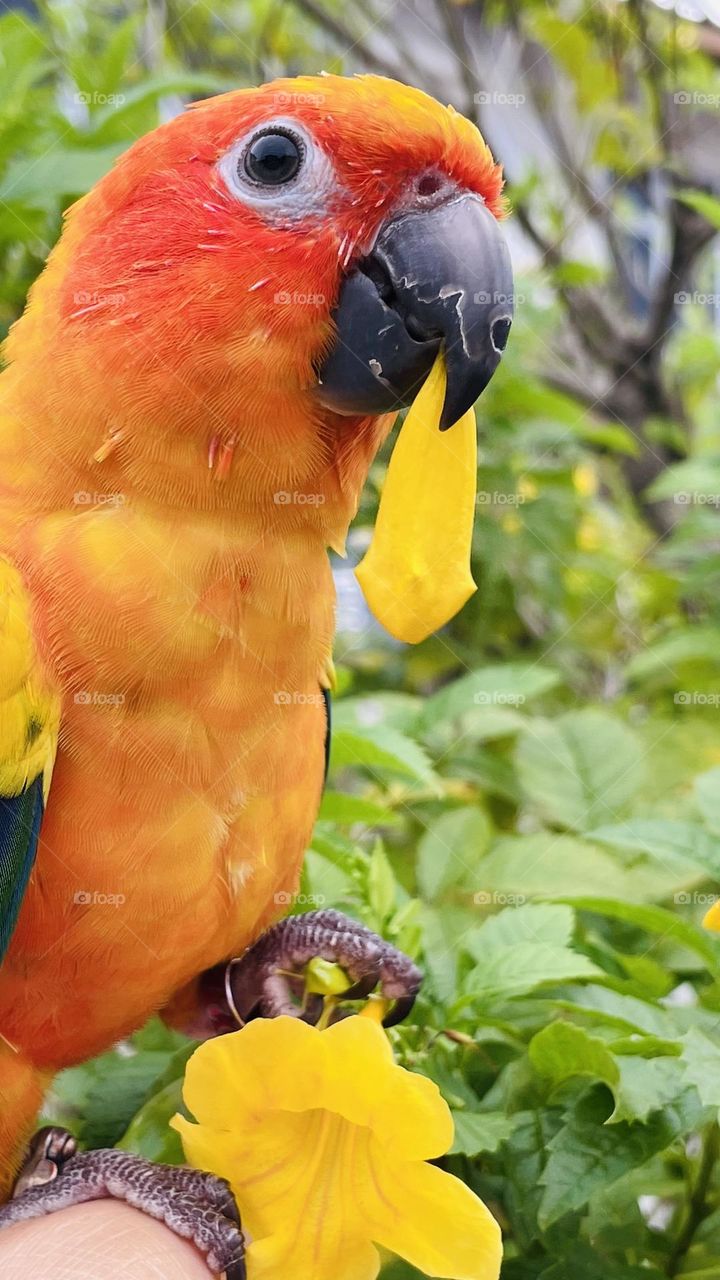 Birds and bees beauty