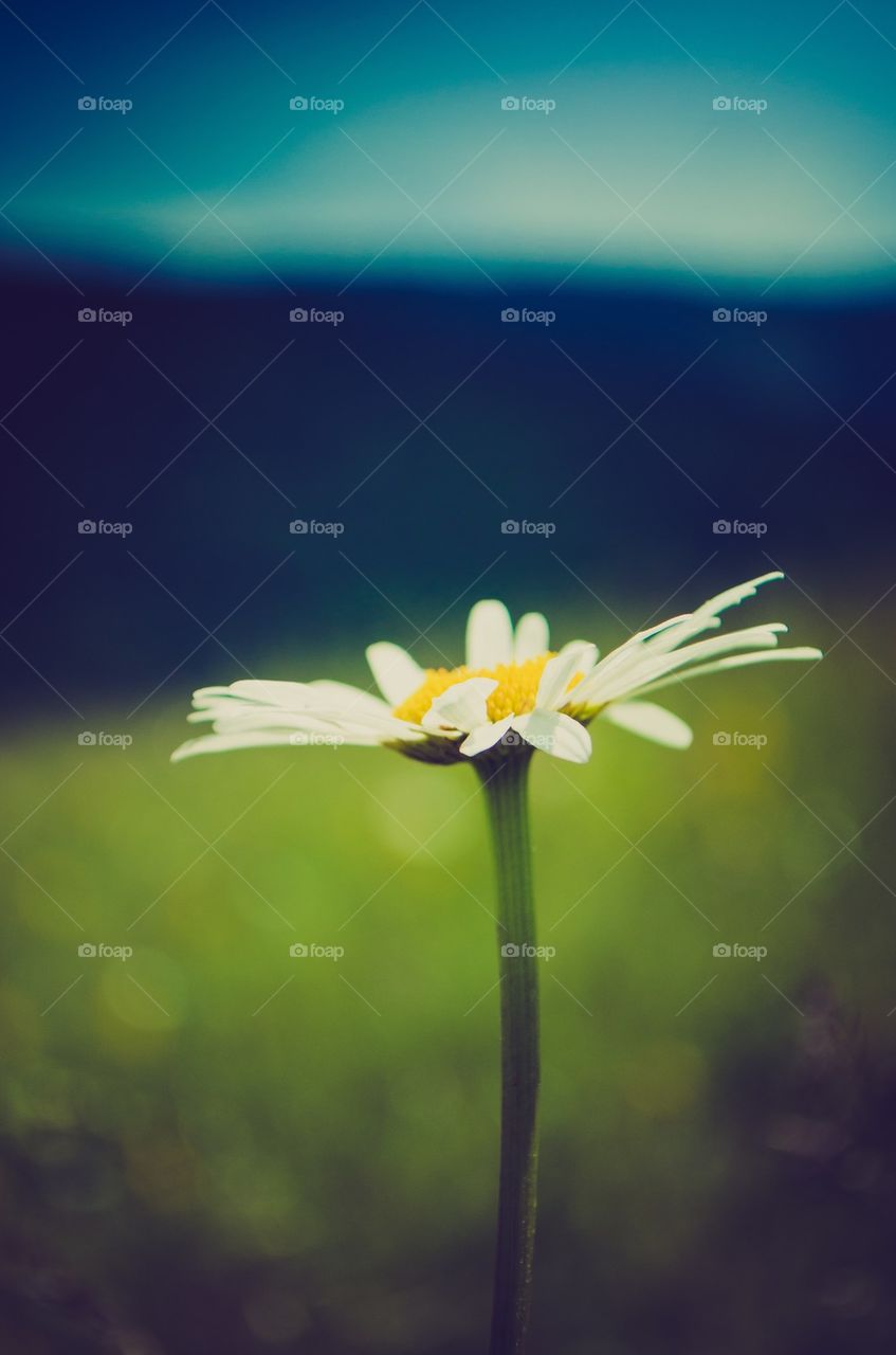 Daisy flower in bloom