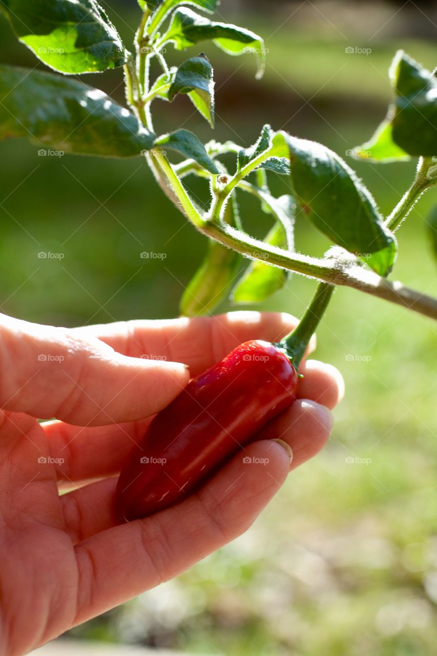 Chili plant