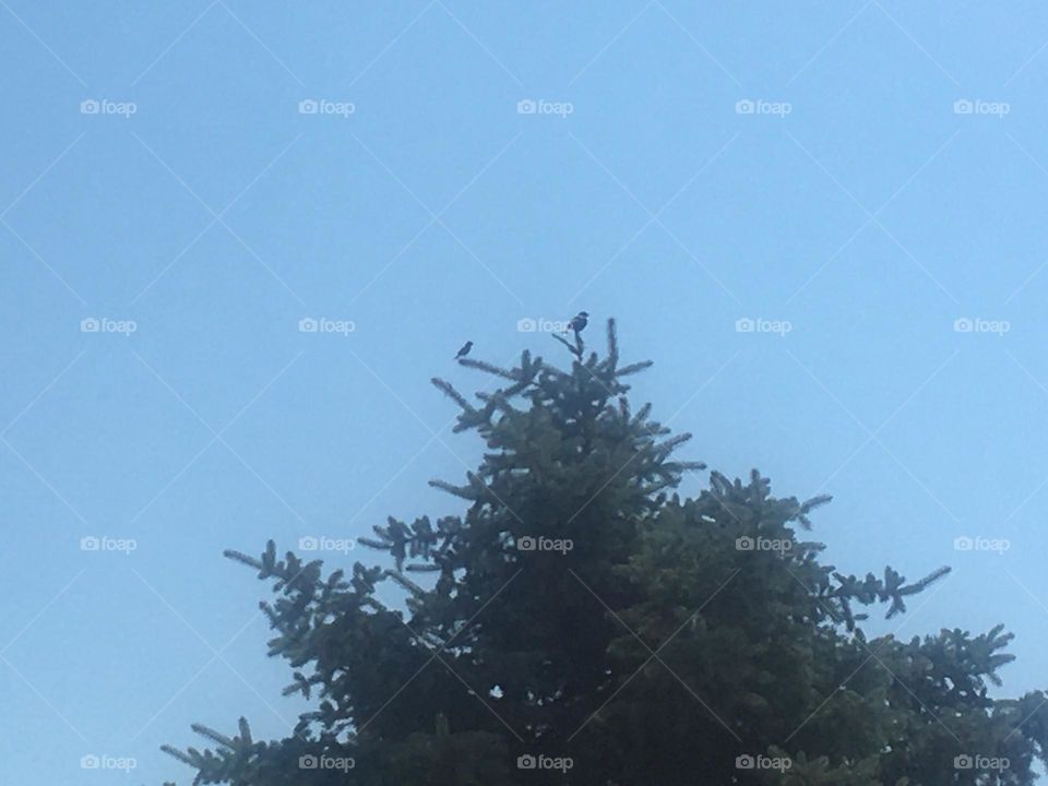 Can you see the bird at the very tipsy top of this tree?