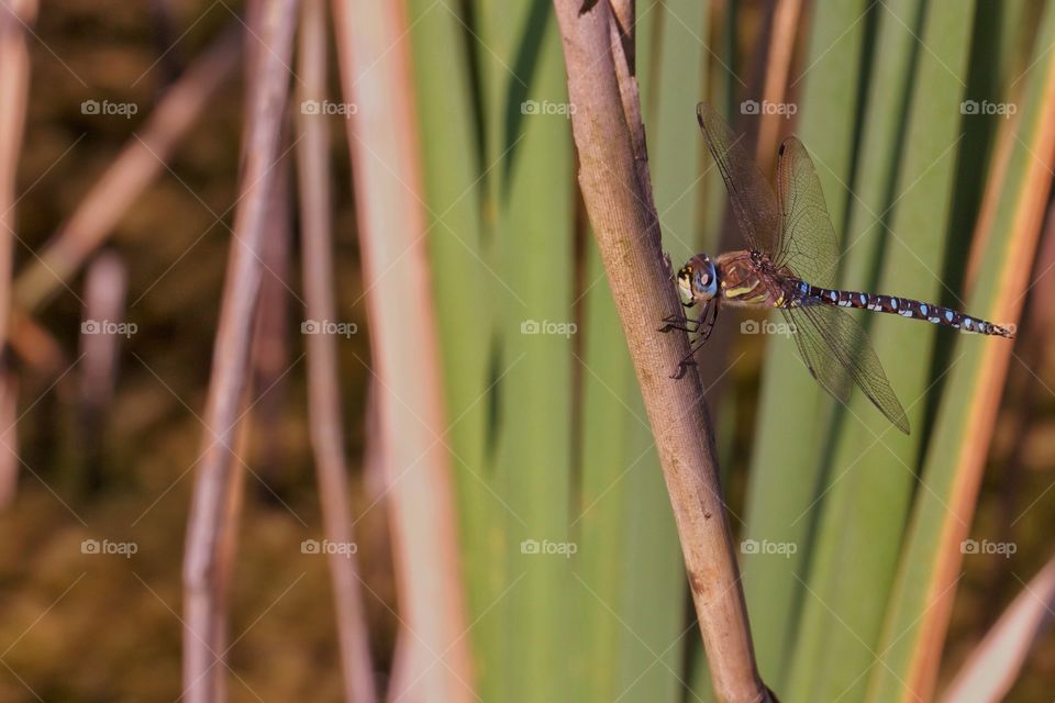 Dragonfly