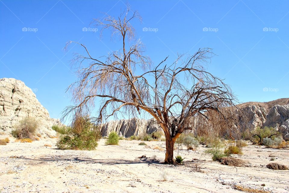 Desert Tree