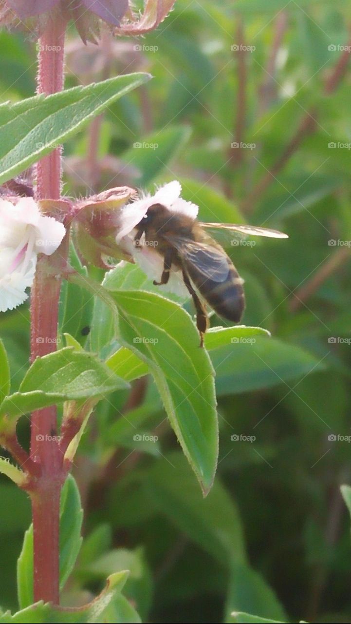  A bee sucks a flower's nectar.