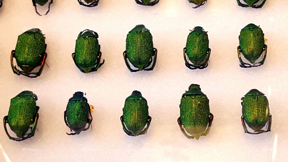beetle exhibit