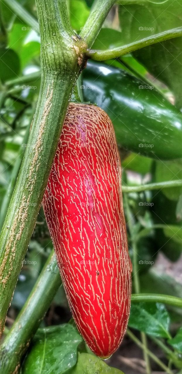 October jalapeno change