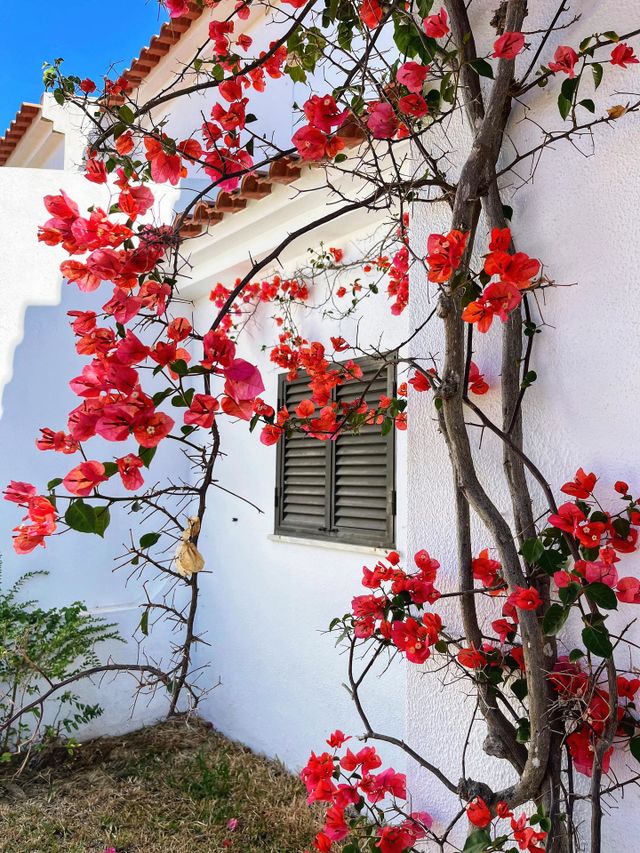 Bougainvillea covering the wall of a white house