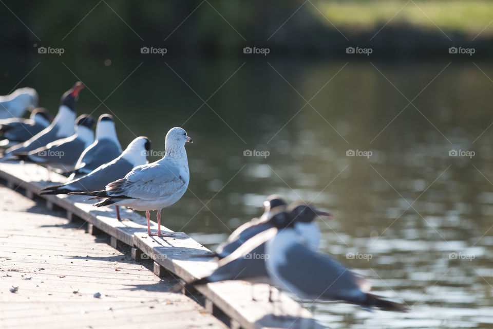 Bird at coast 