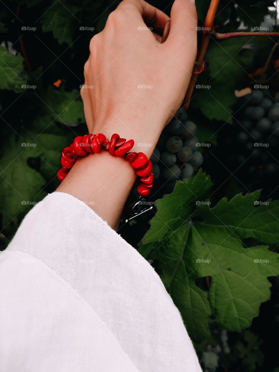 Woman's hand in red stone bracelet holds the grapes. Saturated green leaves of grape plant at the background
