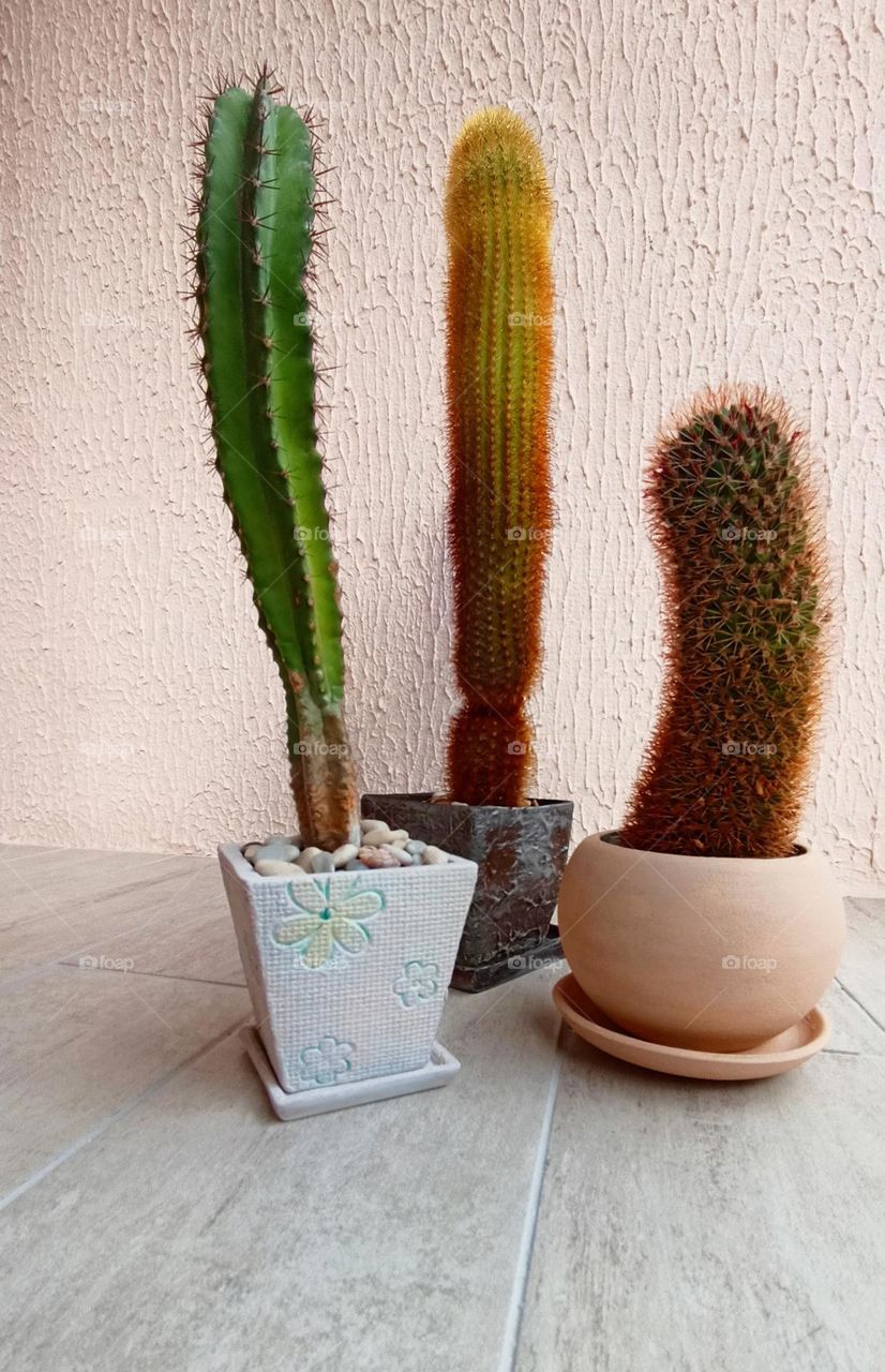 cactus flowers house plants in pots on a wall background