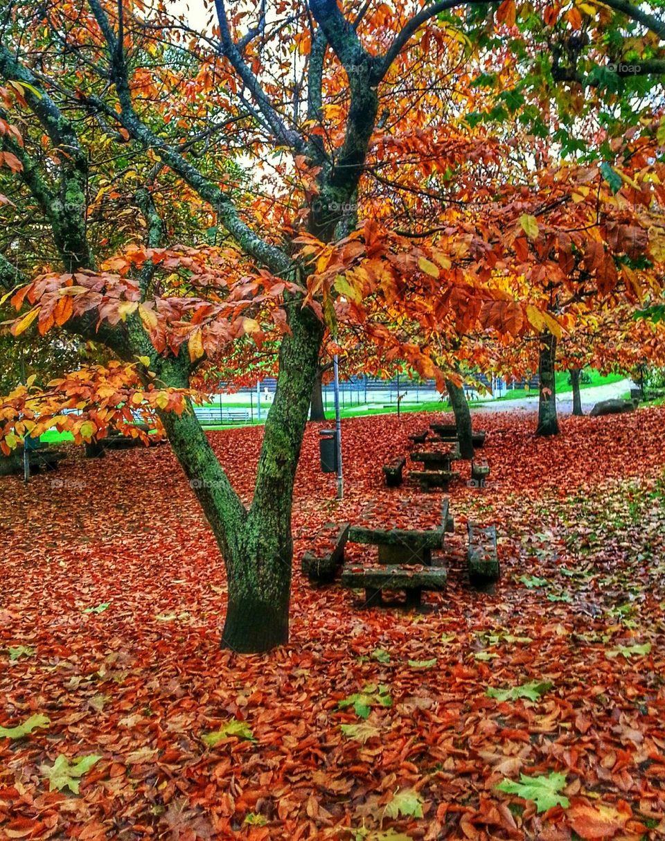 Colourful Autumn