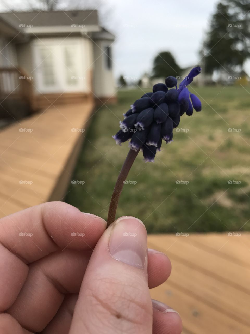 Grape hyacinth 