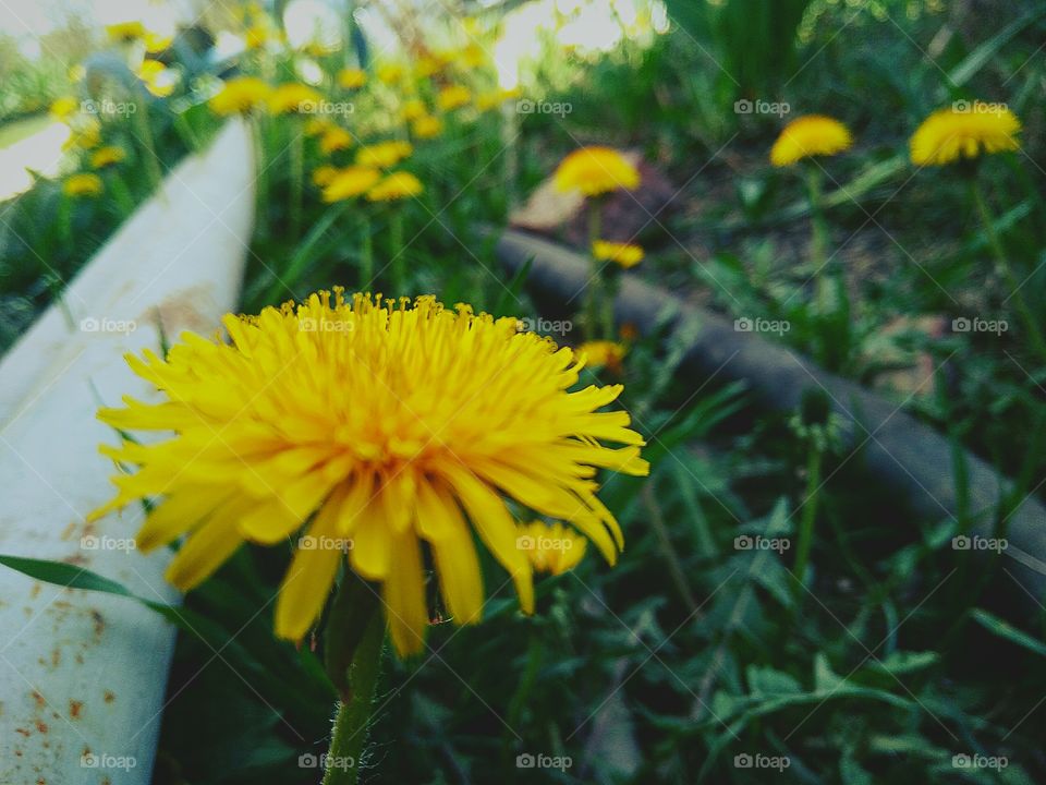 yellow dandelions in spring