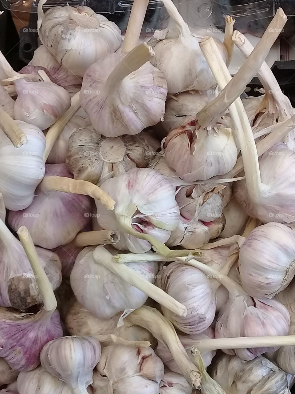 garlic