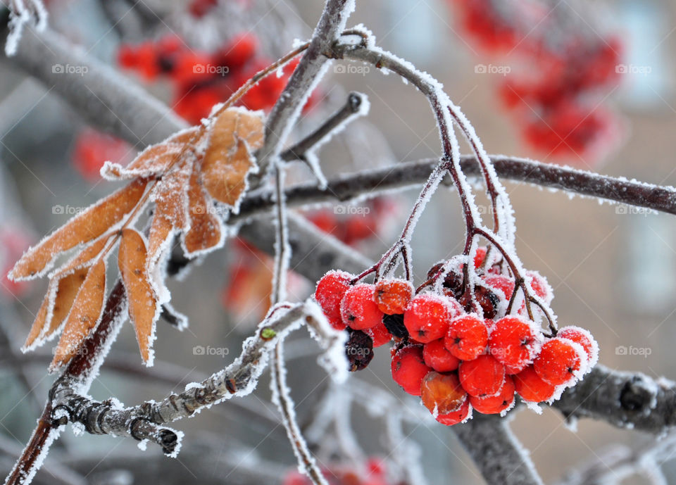 Close-Up of frozen rowanberry on tree