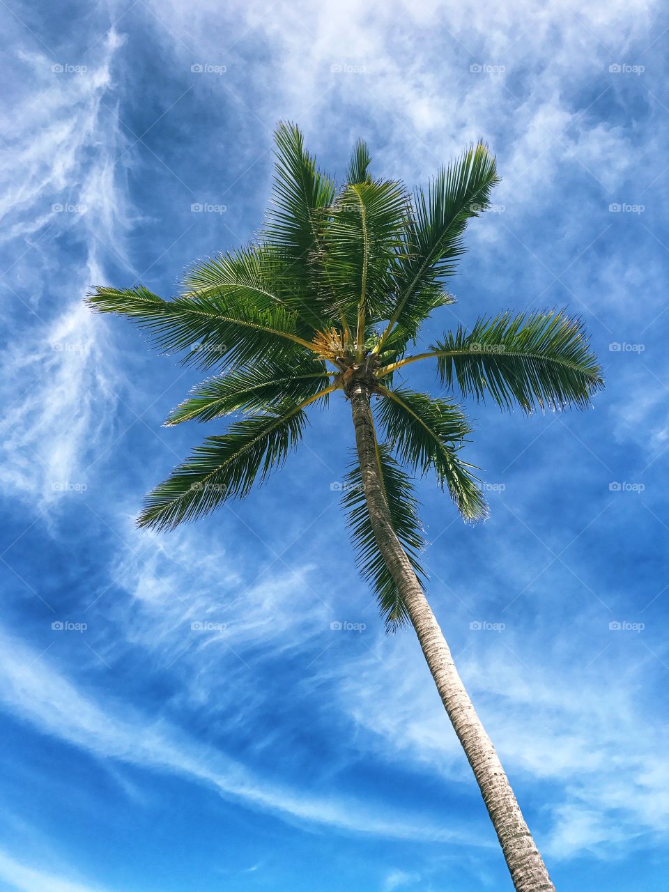 Paradise. Coconut palm. Blue sky. Dominican Republic 