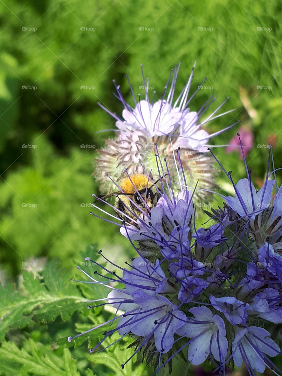 Bee On A Flowe