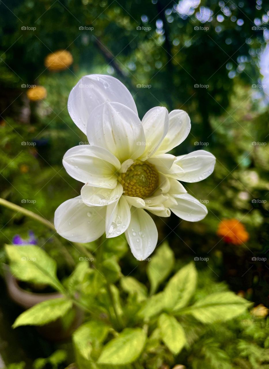 Floral arrangements with grace 